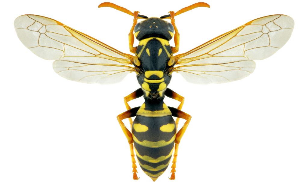 Auch bei Wespen gibts Faulpelze