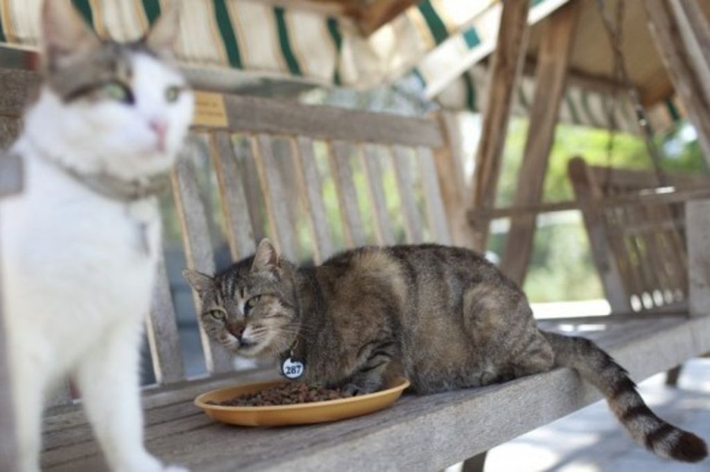 Les croquettes rendent les chats malades