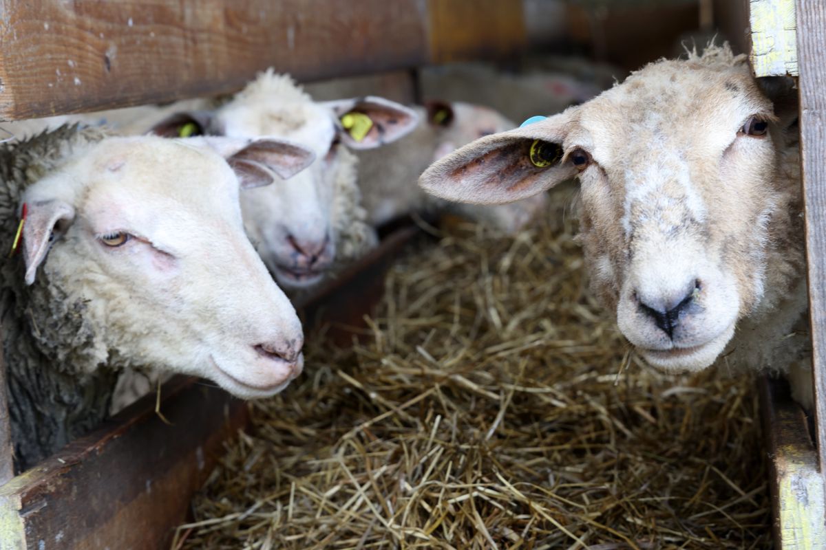 Drei Schafe über einem Futtertrog im Stall.