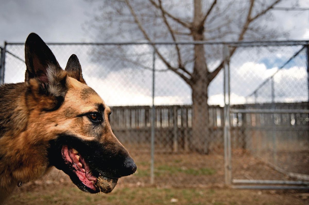 Image d’illustration d’un berger allemand. En 2015, un chien de cette race et propriété d’Albert avait mordu un bambin âgé de 3 ans.