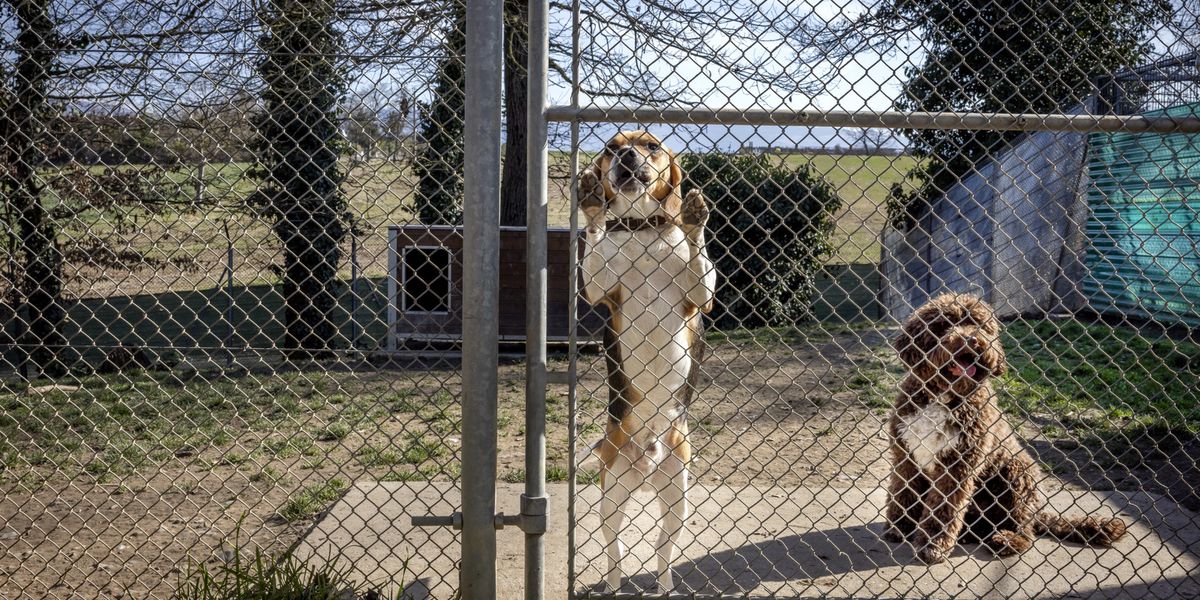 SGPA: une plainte p&eacute;nale vise le refuge genevois
