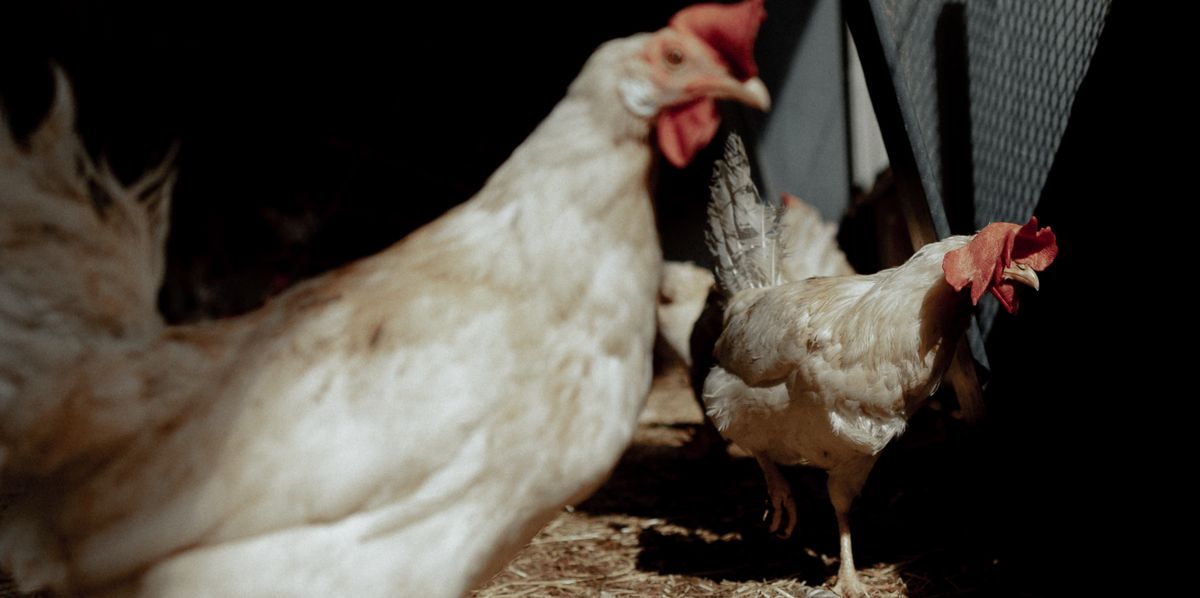The Risks of Modified Chickens Potential Danger to Humans