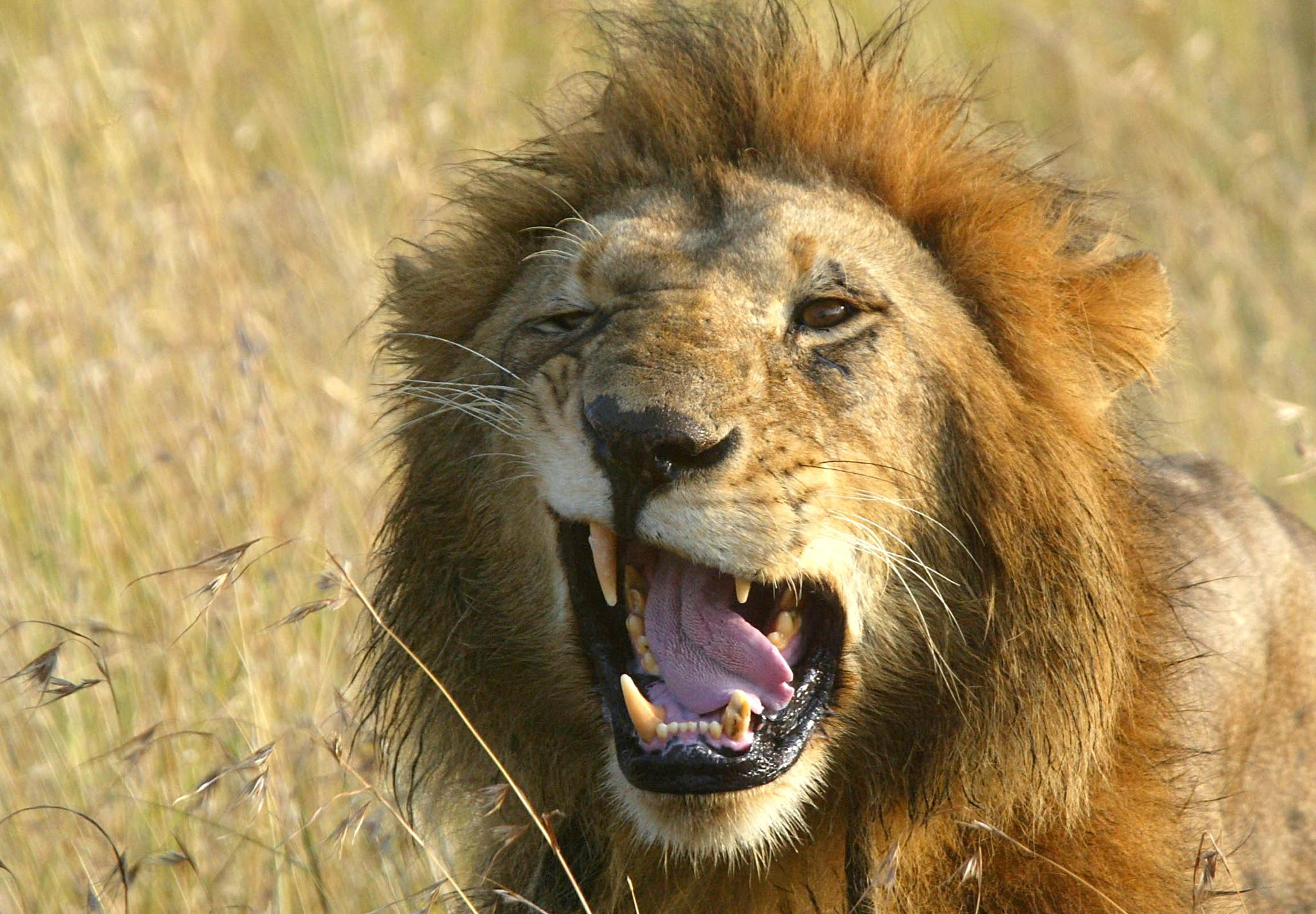 Réserve naturelle en Tanzanie: Dix lions retrouvés morts, victimes d’un empoisonnement