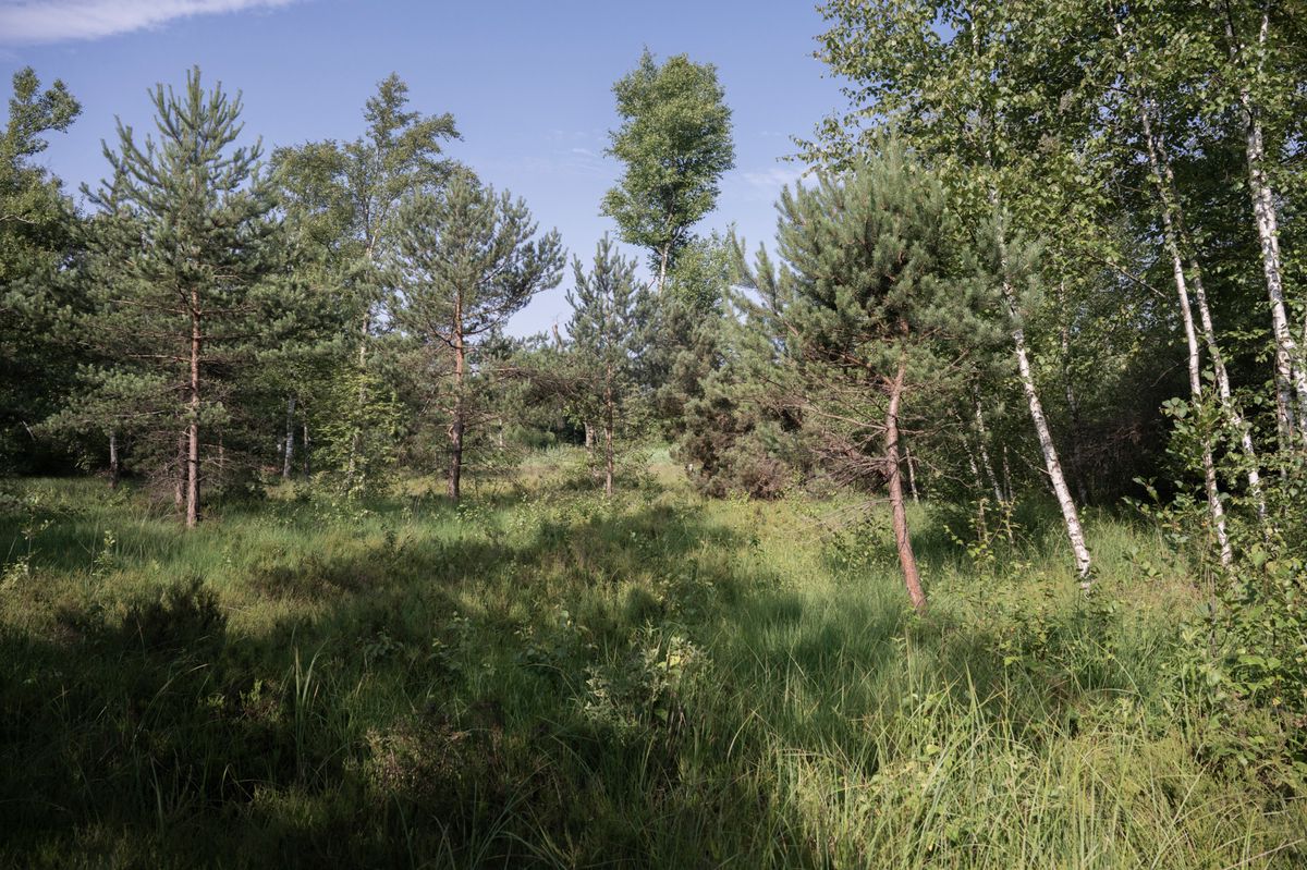 Das Hochmoor mit Pfeifengras, umgeben von einem Birken-Föhren-Bruchwald ist nur ein Teil des Walliseller Moos.