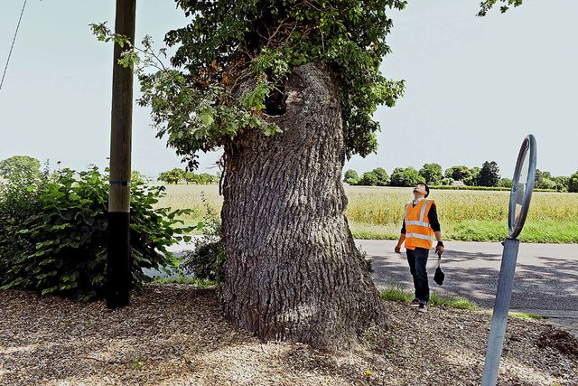 Vincent Chan Ti Kiong, jumelles en main, inspecte un vieux chêne le long de la route des Hospitaliers.