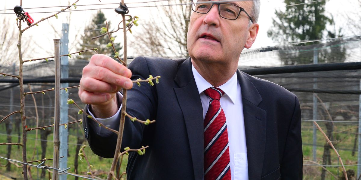 Winzer-im-Bundesrat-Guy-Parmelin-will-den-Weinimport-erschweren-und-k-nnte-damit-eine-Welle-von-Klagen-ausl-sen