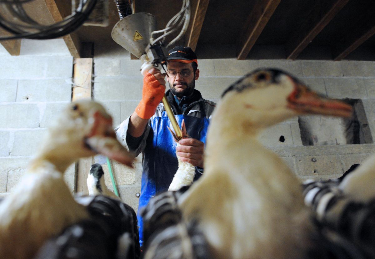 Avec son faux foie gras, Nestlé veut proposer une alternative aux personnes refroidies par le gavage des oies.