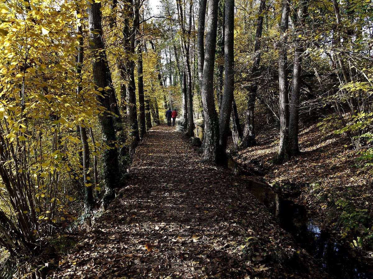 Le canal de Versoix, un cheminement très agréable au fil de l’eau et la plupart du temps bordé d’arbres.