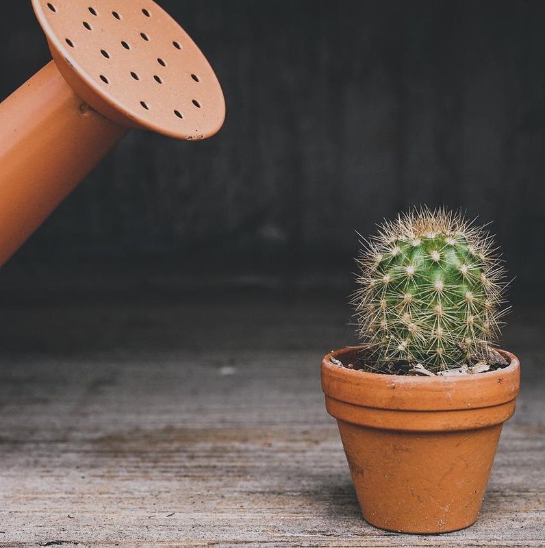 Un arrosoir en terre cuite à côté d’un petit cactus en pot sur un fond en bois.