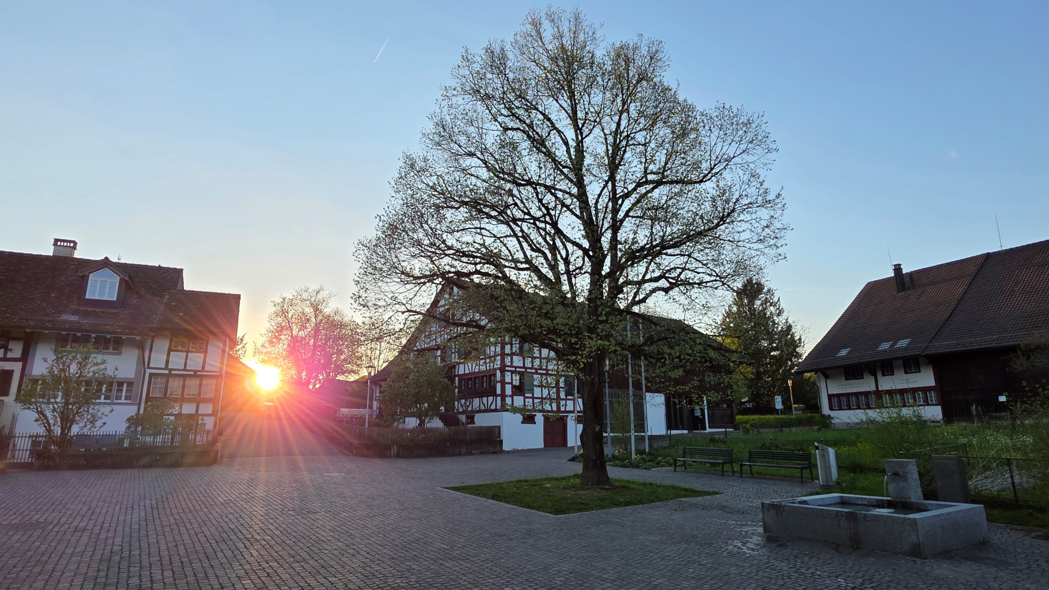 Dietlikon hat BZO überarbeitet: Neue Baumschutzregelung ist knapp gescheitert