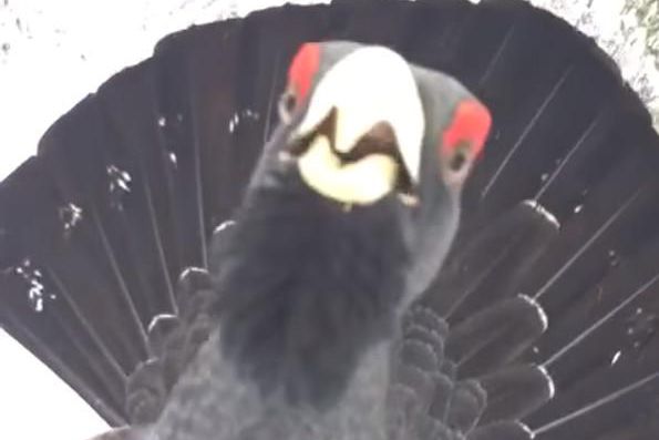Un Grand tétras parade nuptiale dans la forêt du Risoux (Jura) en 2015.