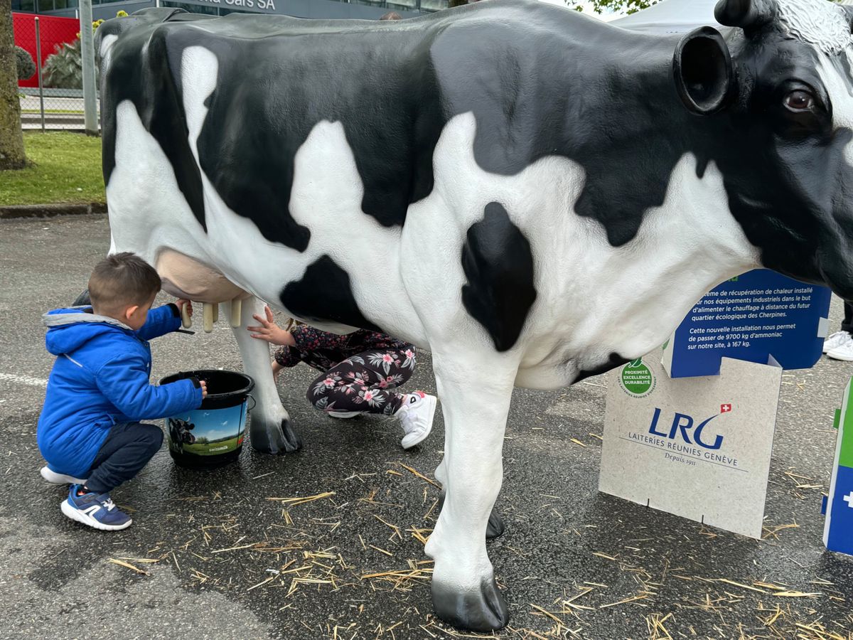 Traire des vaches en ville le temps d'un jour