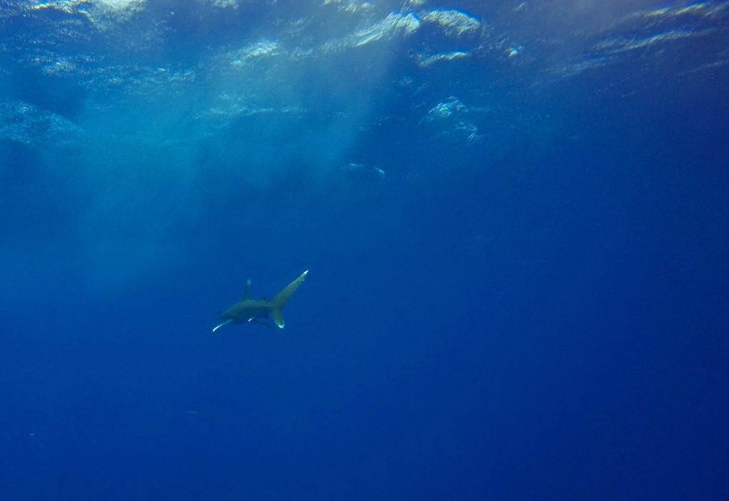 This picture shows an Oceanic Whitetip shark swimming in the blue near the Elphinstone reef dive site off the coast of Marsa Alam in the Egyptian Red Sea on October 9, 2018. (Photo by Andrea BERNARDI / AFP)