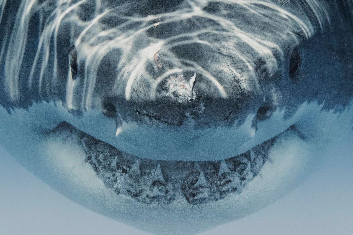 Nahaufnahme eines grossen weissen Hais mit weit geöffneten Kiefern, gefilmt in einer Jaws-ähnlichen Pose von Fotograf Euan Rannachan.