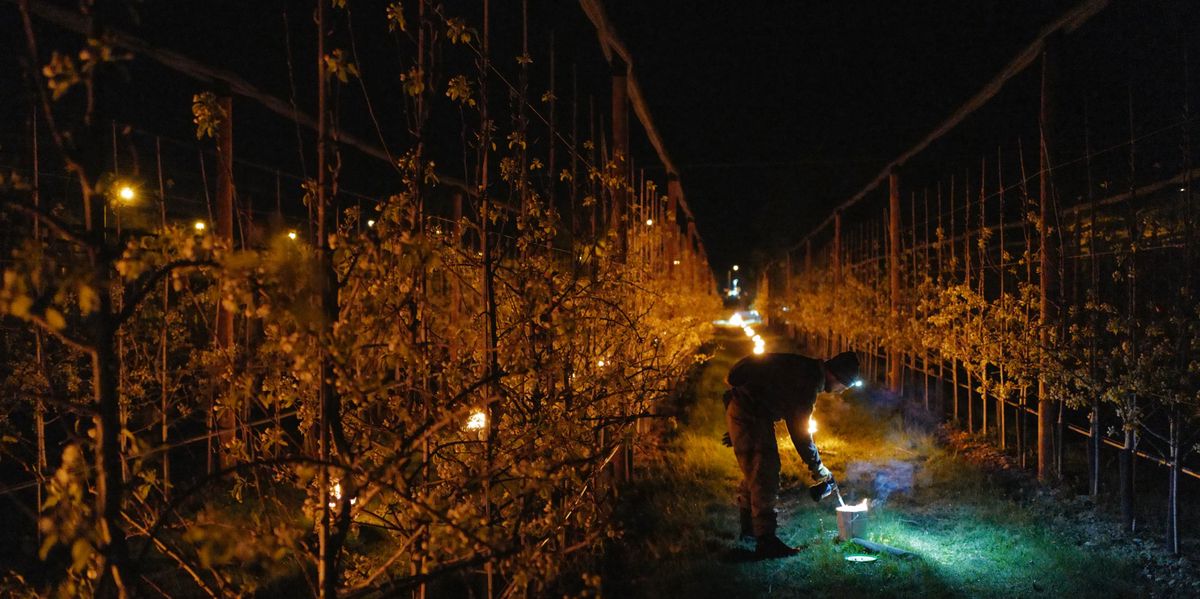 Gel &agrave; Gen&egrave;ve: les arboriculteurs surveillent leurs vergers