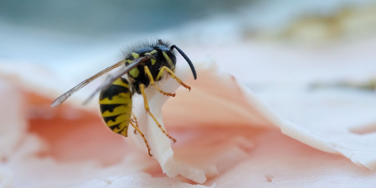 Une guêpe en train de manger du jambon. 