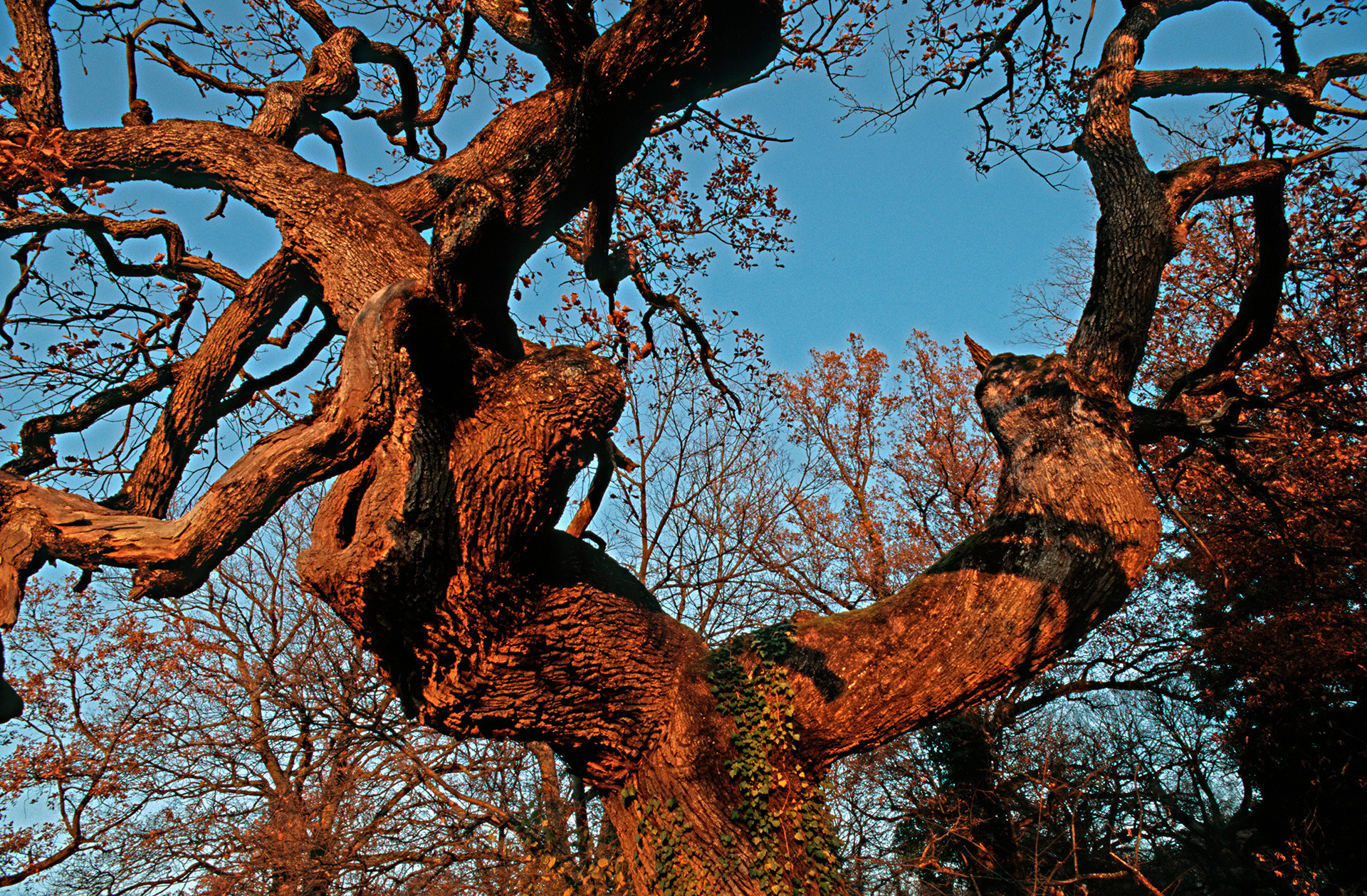 Eichenhain (Eichenwytweide) Wildenstein mit ueber 500 jaehrigen Eichen (Quercus), im Baselbieter Tafeljura auf 500 m.ue.M. Die uralten knorrigen Eichen sind in dieser Ansammlung einzigartig in der Schweiz; sie werden von ueber 1'000 Tier- und Pflanzenarten besiedelt, darunter seltene Kaefer und Flechten. 