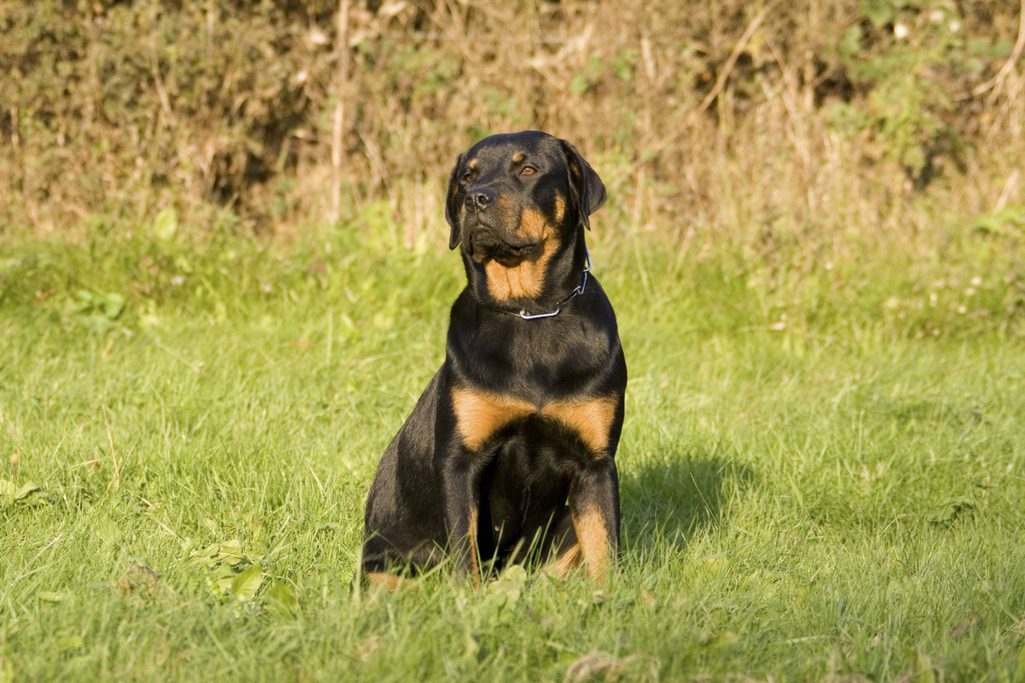 Streit um Leinenpflicht: Hundehalter schlagen Aufs