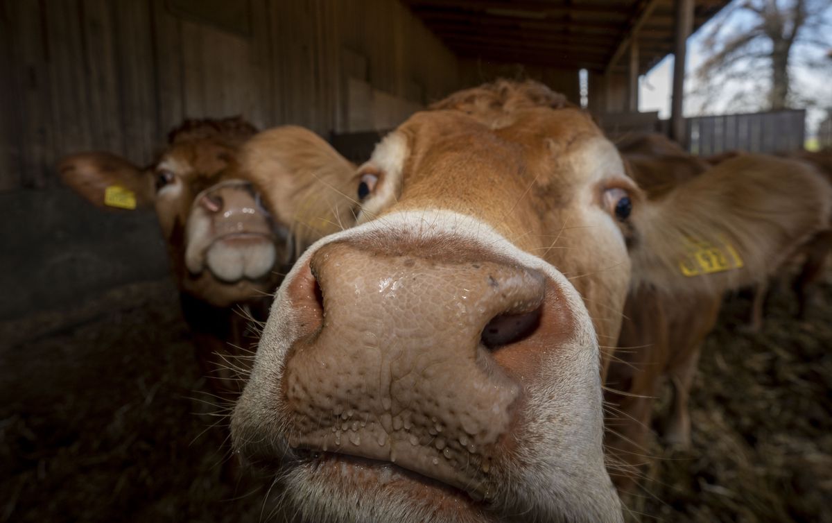 Une vache limousine dans un élevage à Avenches.