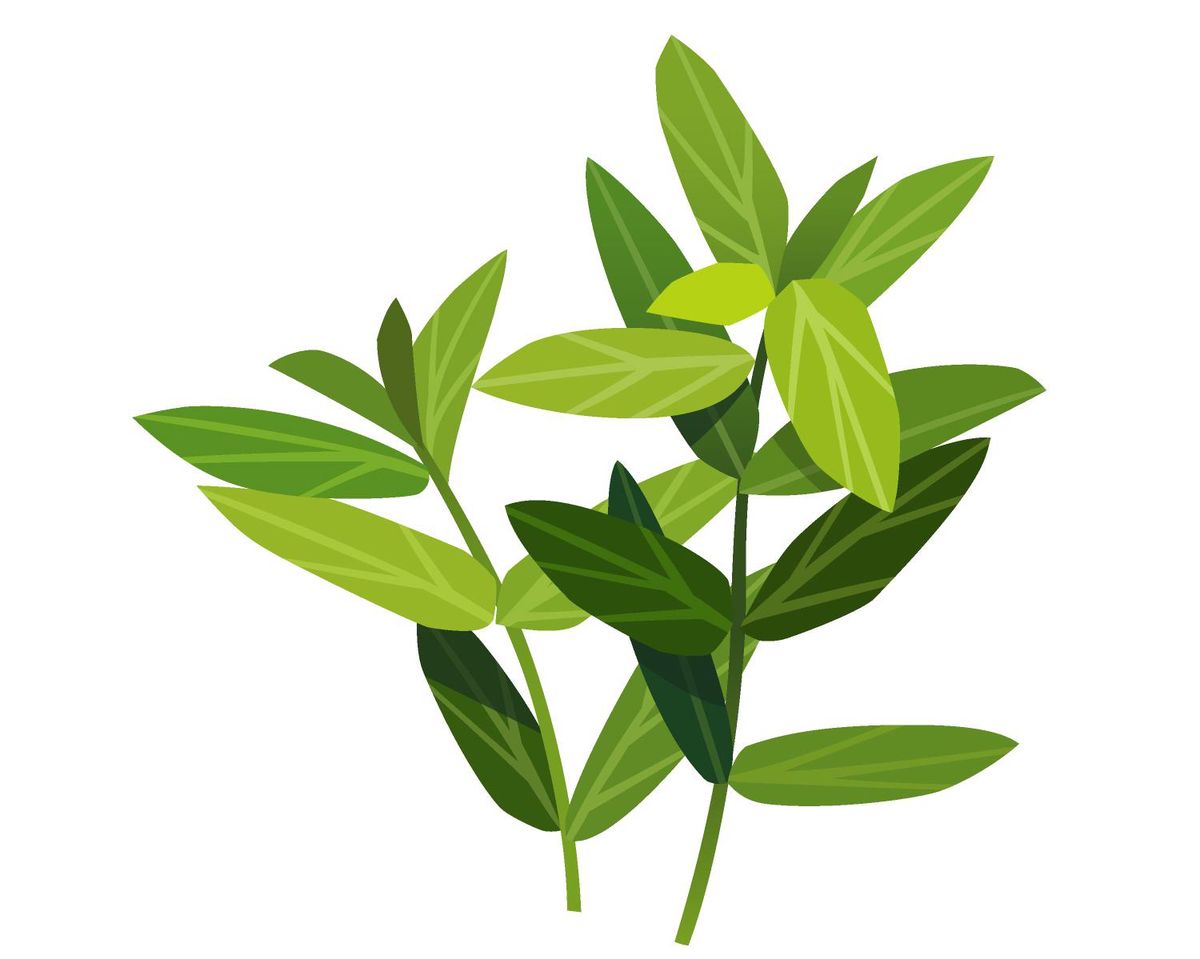 Froisser la menthe plutôt que la femme