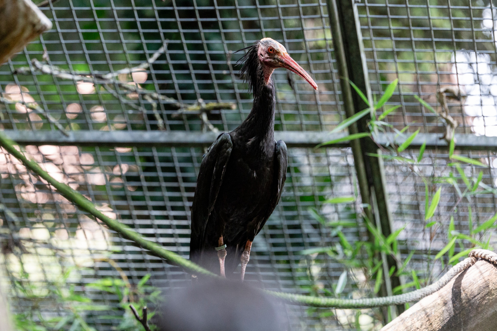 Einer von drei maennlichen Waldrappen.
Die Tage von Johns kleiner Farm sind gezaehlt. Nun werden fuer die Tiere neue Plaetze gesucht, am 2. Juli 2024 in Kallnach. Foto: Nicole Philipp/Tamedia AG