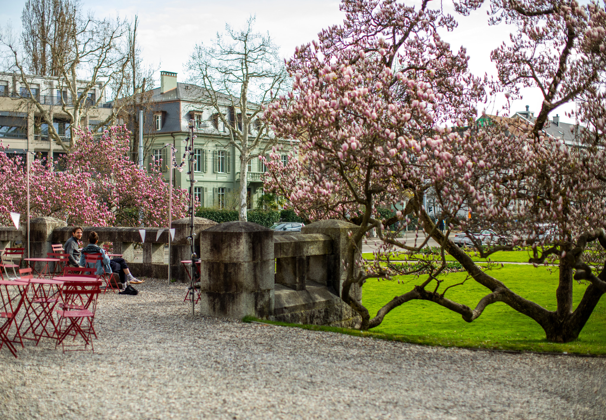 pauluskirche-und-stadtg-rtnerei-basel-magnolien-bl-hen-fr-her