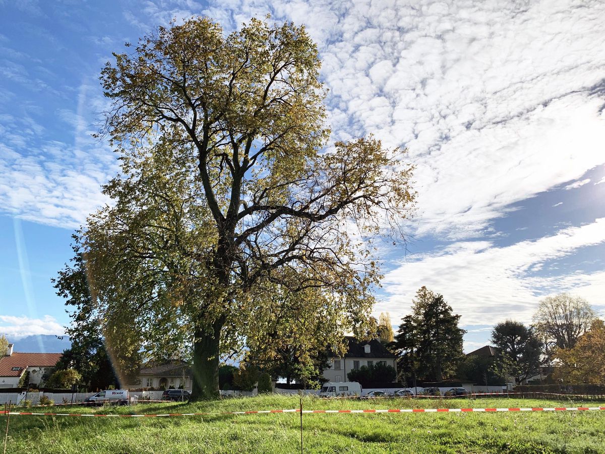 Pour pallier le danger que représente la  possible rupture d’autres branches majeures, la Municipalité va renforcer l’actuel périmètre de sécurité de 20 mètres par la mise en place d’une barrière, et procéder à une taille de soin.