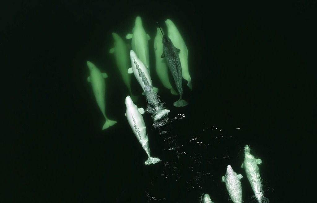 Deux bélugas transférés dans un sanctuaire marin