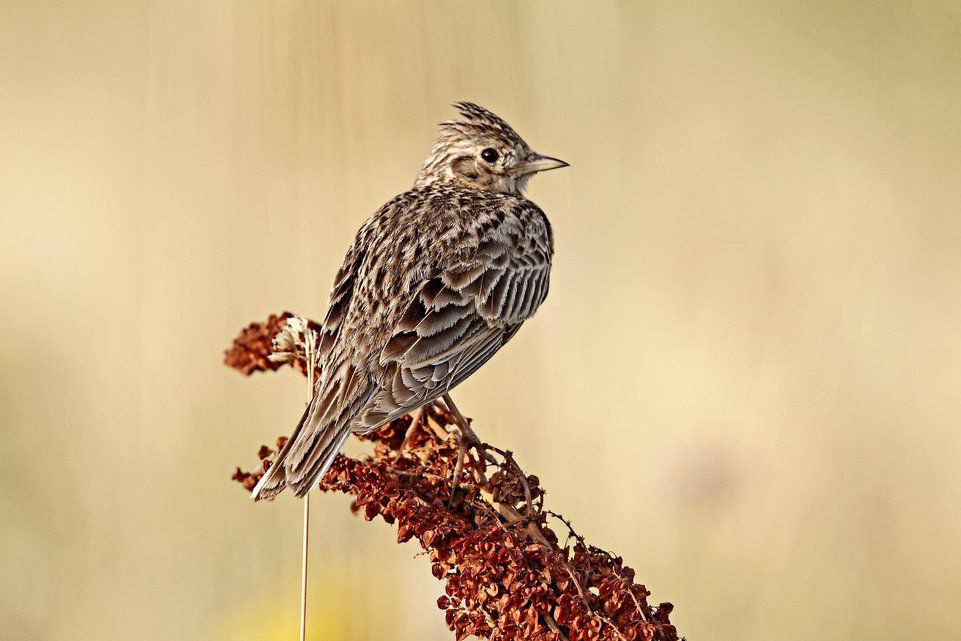 En Suisse aussi les oiseaux battent de l'aile Tribune de Genève