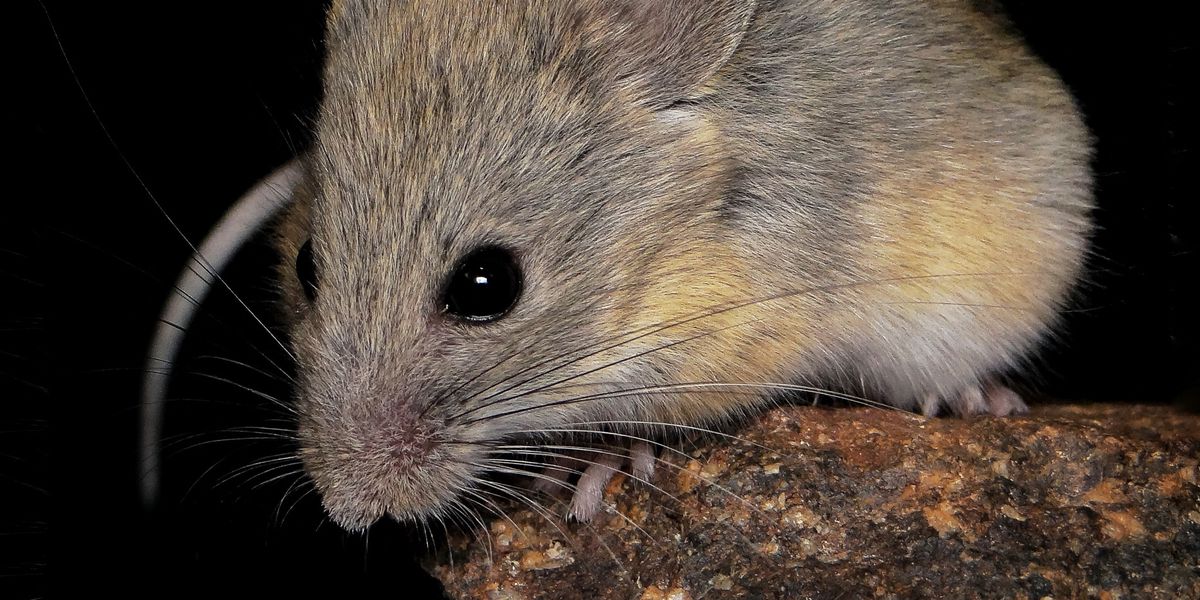 H-henrekord-unter-S-ugetieren-Diese-Maus-berlebt-auf-6700-Metern-in-den-Anden