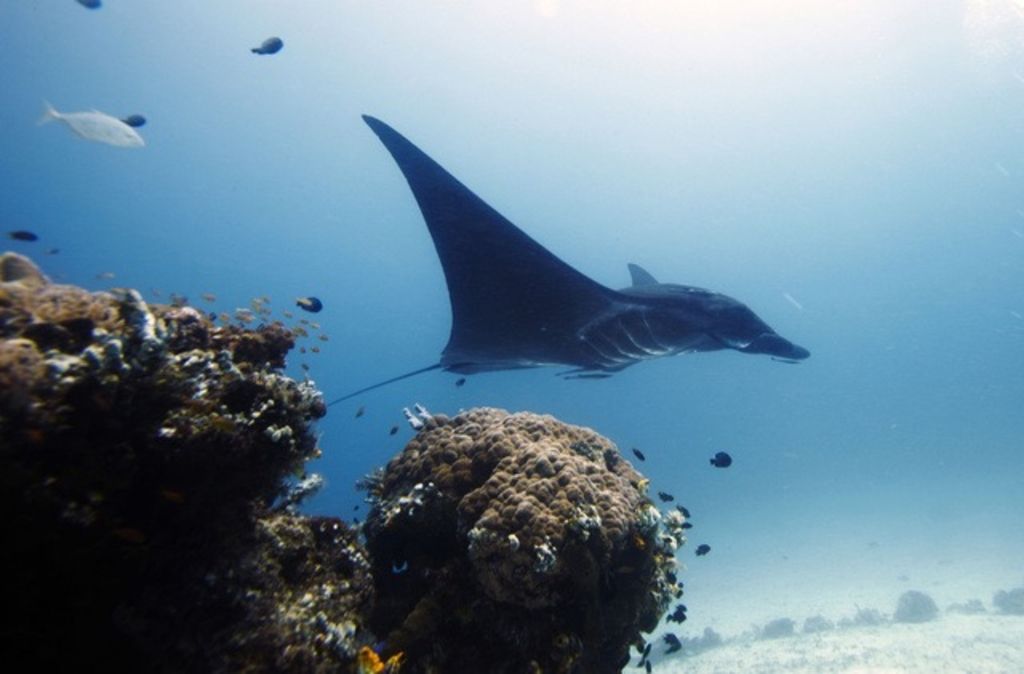 Des plongeurs au secours d'une raie manta