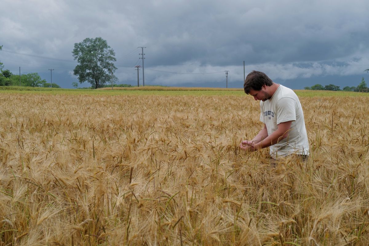 Genève 20/06/2024Maxime Dethurens du Château de Laconnex parle des cultures céréalières à Genève et de ce que proposera au public la filière Grandes cultures lors d'Agri. Fête, la fête de l'agriculture genevoise.