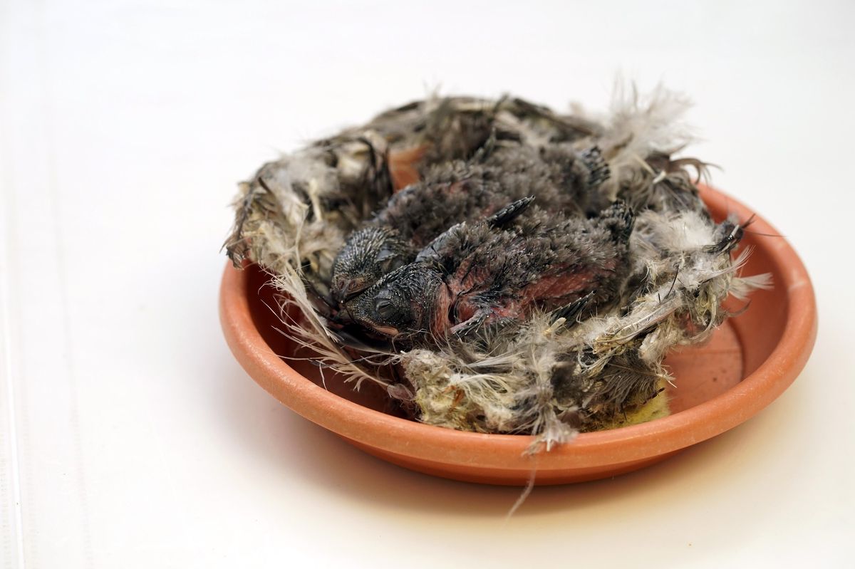 Inséparables, les deux bébés martinets pâles vont maintenant grandir au Centre ornithologique de réadaptation de Genthod, jusqu’à ce qu’ils parviennent à leur «poids de survie», soit environ 40 grammes. Dans une quarantaine de jours, ces jeunes migrateurs seront relâchés et s’envoleront en toute liberté.