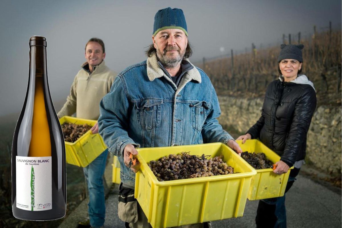 Un sauvignon de derrière les tilleuls