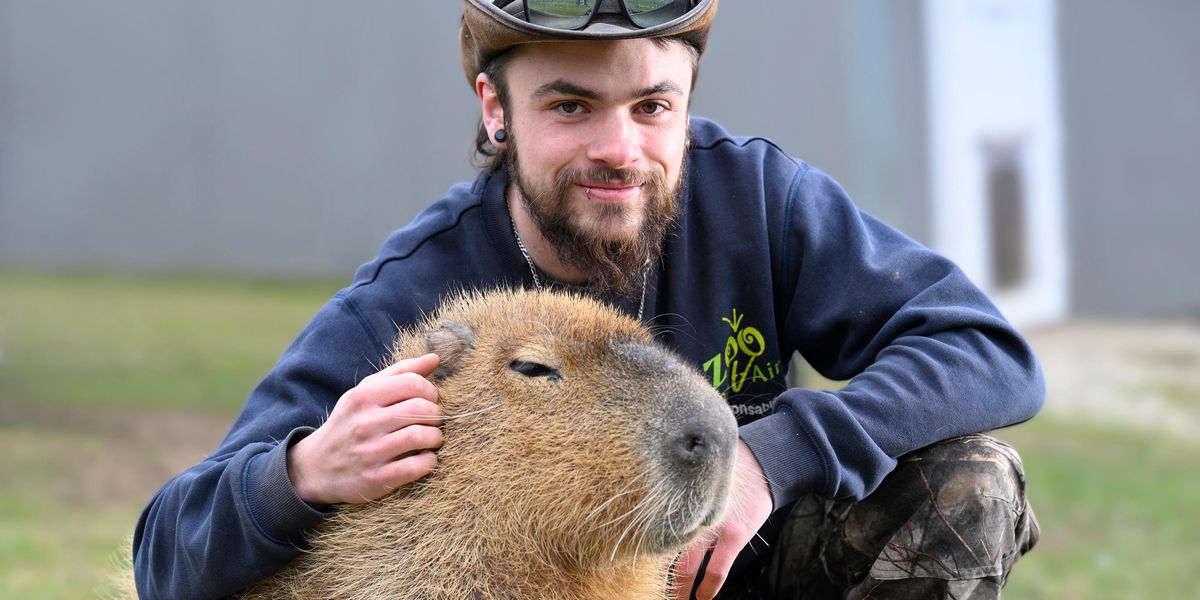 Stars des réseaux, les capybaras se la coulent douce au Landeron