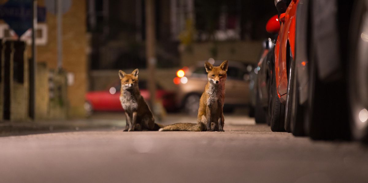 Le rusé renard a colonisé nos villes et ne craint plus l’homme depuis bien longtemps.