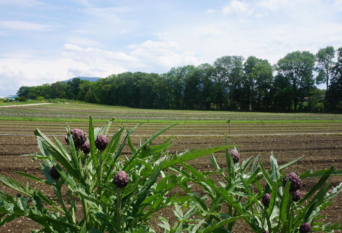 L’artichaut violet de Plainpalais cultivé dans la campagne genevoise.