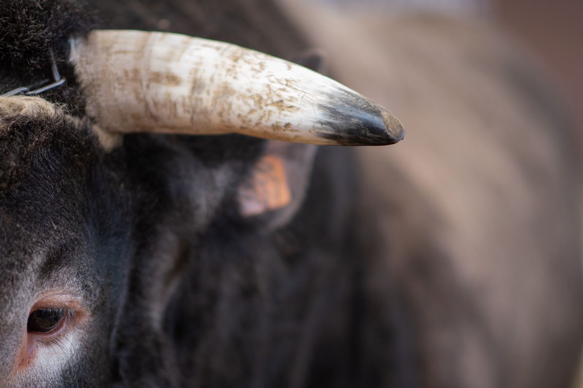 A bull is pictured during the setting-up ahead of the start of the 57th International Agriculture Fair (Salon international de l'Agriculture) at the Porte de Versailles exhibition centre, in Paris, on February 21, 2020. The Paris International Agricultural Show will take place from February 22 until March 1, 2020. (Photo by Martin BUREAU / AFP)