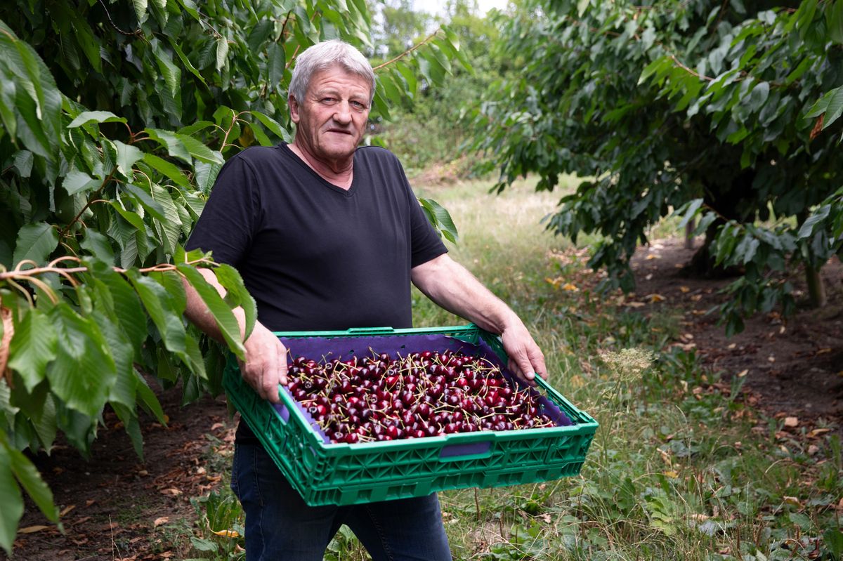 Patrick Muller au milieu de sa cerisaie de Cheseaux-Noréaz avec une cagette de Sweetheart, les dernières cerises de la saison, qu’il a cueillies voilà une dizaine de jours. Sa récolte atteint 60% de la normale.