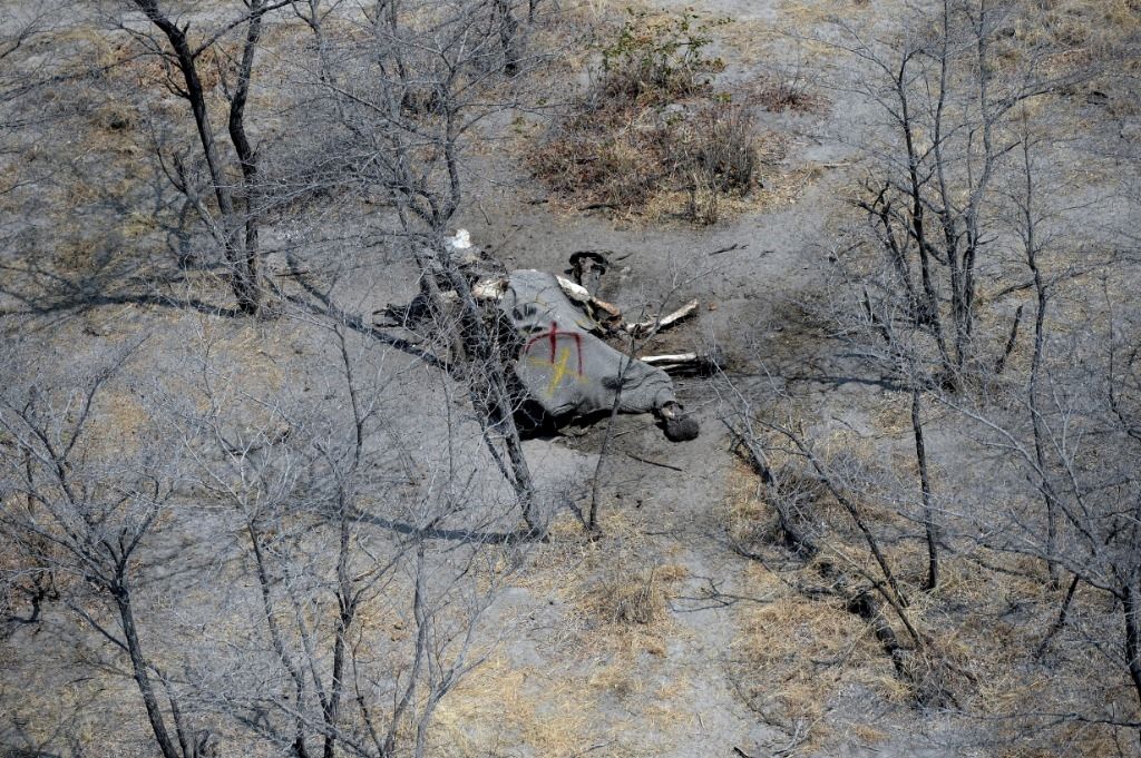 Explosion du braconnage d'éléphants au Botswana