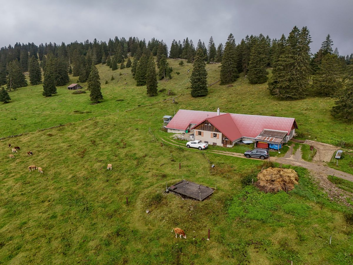 Vue aérienne d'une ferme à Bullet avec un toit rouge entourée de pâturages verts et parsemée de sapins, prise le 12 septembre 2024. Des animaux paissent dans les champs. ©Florian Cella/24h