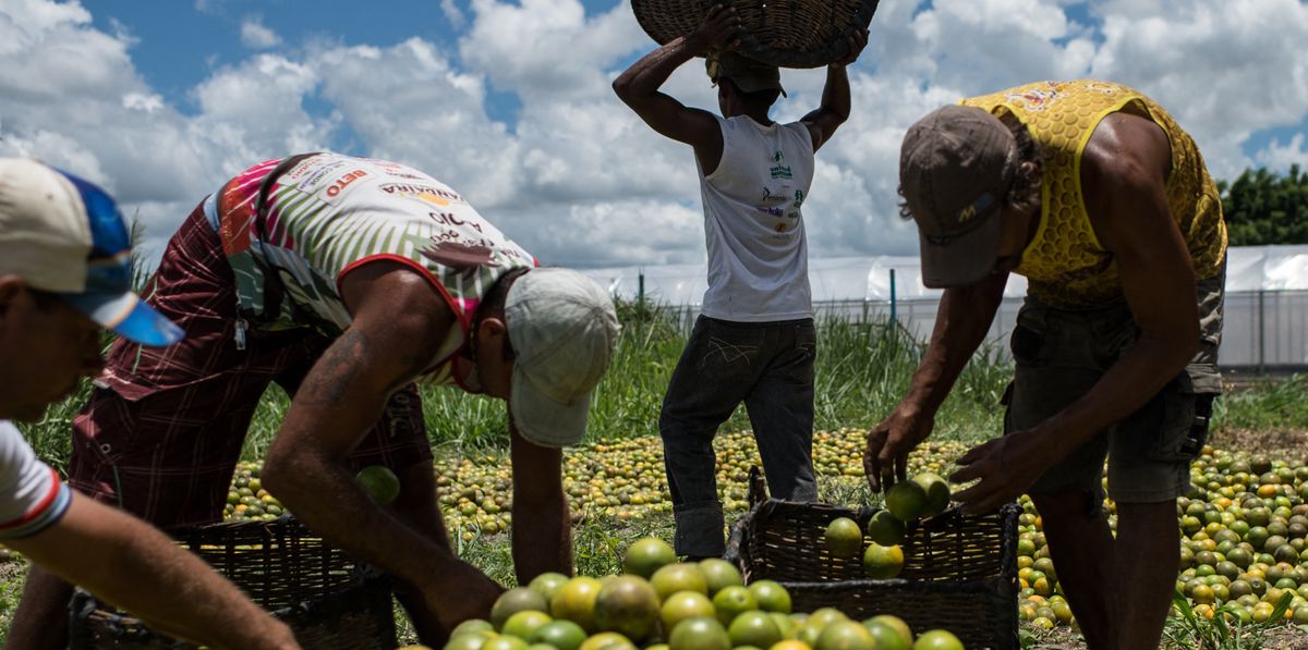 Une récolte d’oranges au Brésil.
