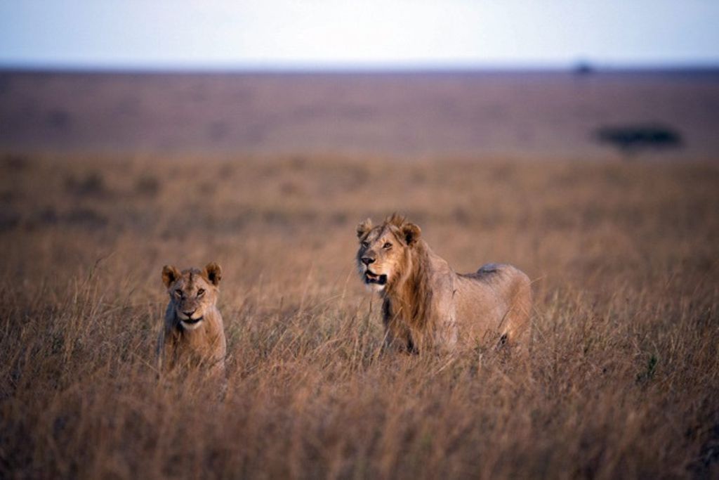 Quatorze lions se sont échappés du parc Kruger