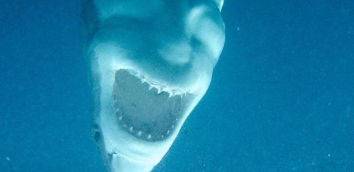 Wunder der Natur – Was siehst du auf diesem Bild? - L'essentiel