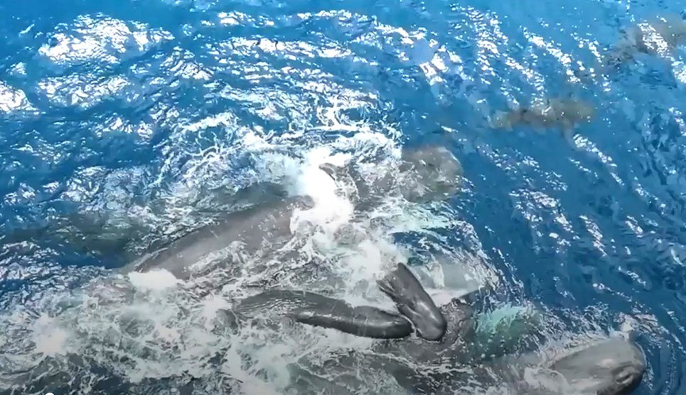 Aufnahmen in der Karibik: Forscher beobachten Pottwale bei der Geburtshilfe