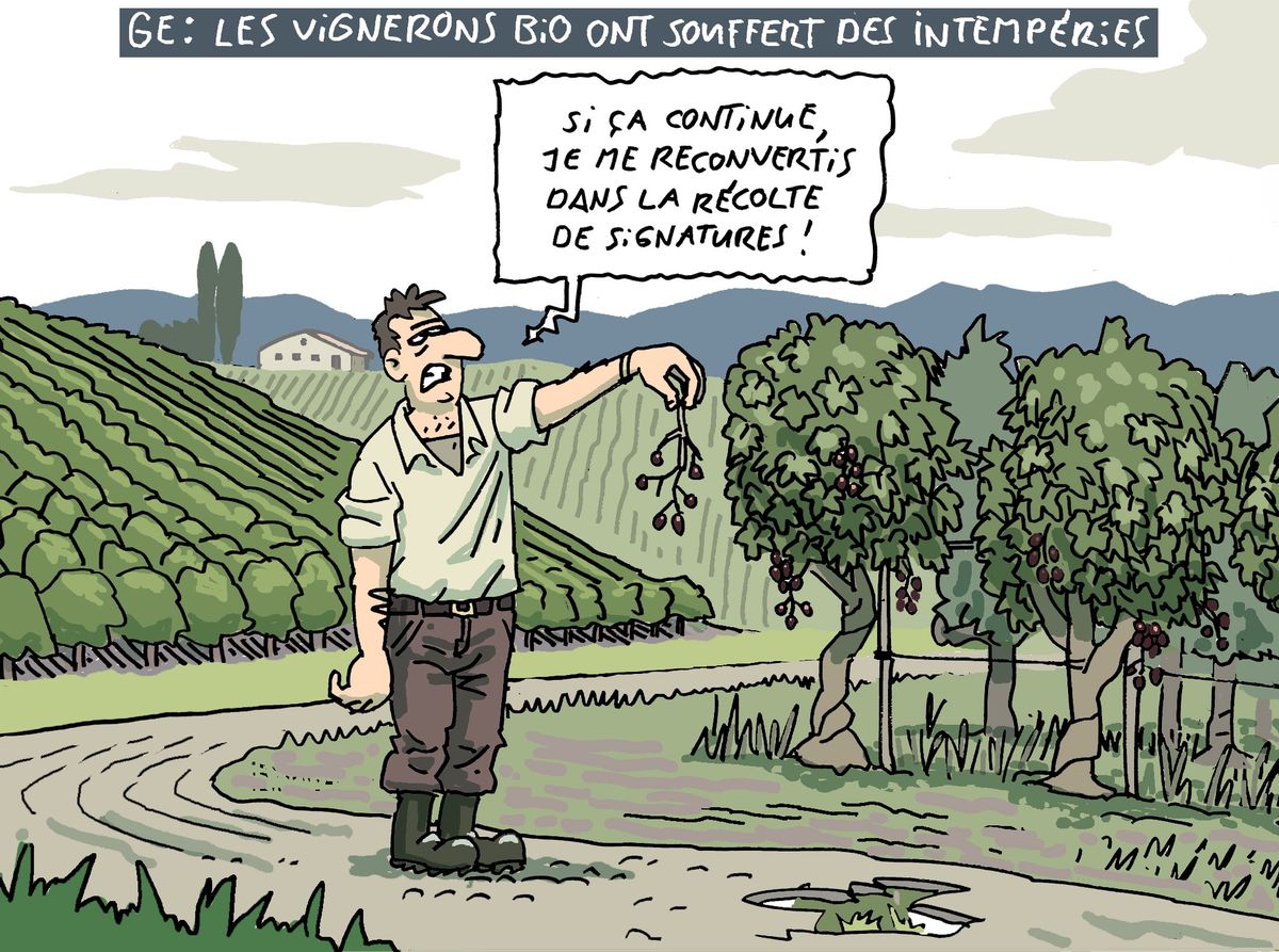 Caricature d'un viticulteur frustré tenant une grappe de raisin décharnée dans un vignoble. Un panneau indique : 'GE : les vignerons bio ont souffert des intempéries'. Le viticulteur dit : 'Si ça continue, je me reconvertis dans la récolte de signatures !'.