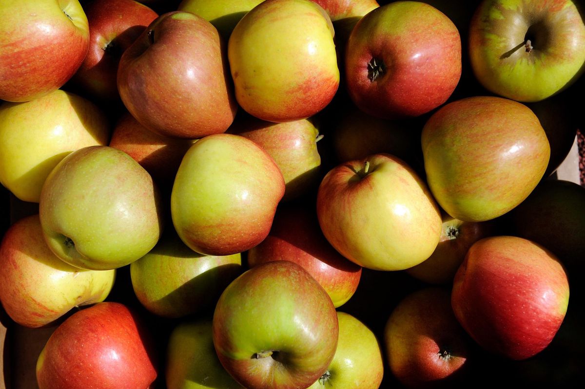 Cinq kilos de pommes et dix de patates, c’est ce que la Commune de Chêne-Bougeries offre deux fois par an aux ménages à revenus modestes.
