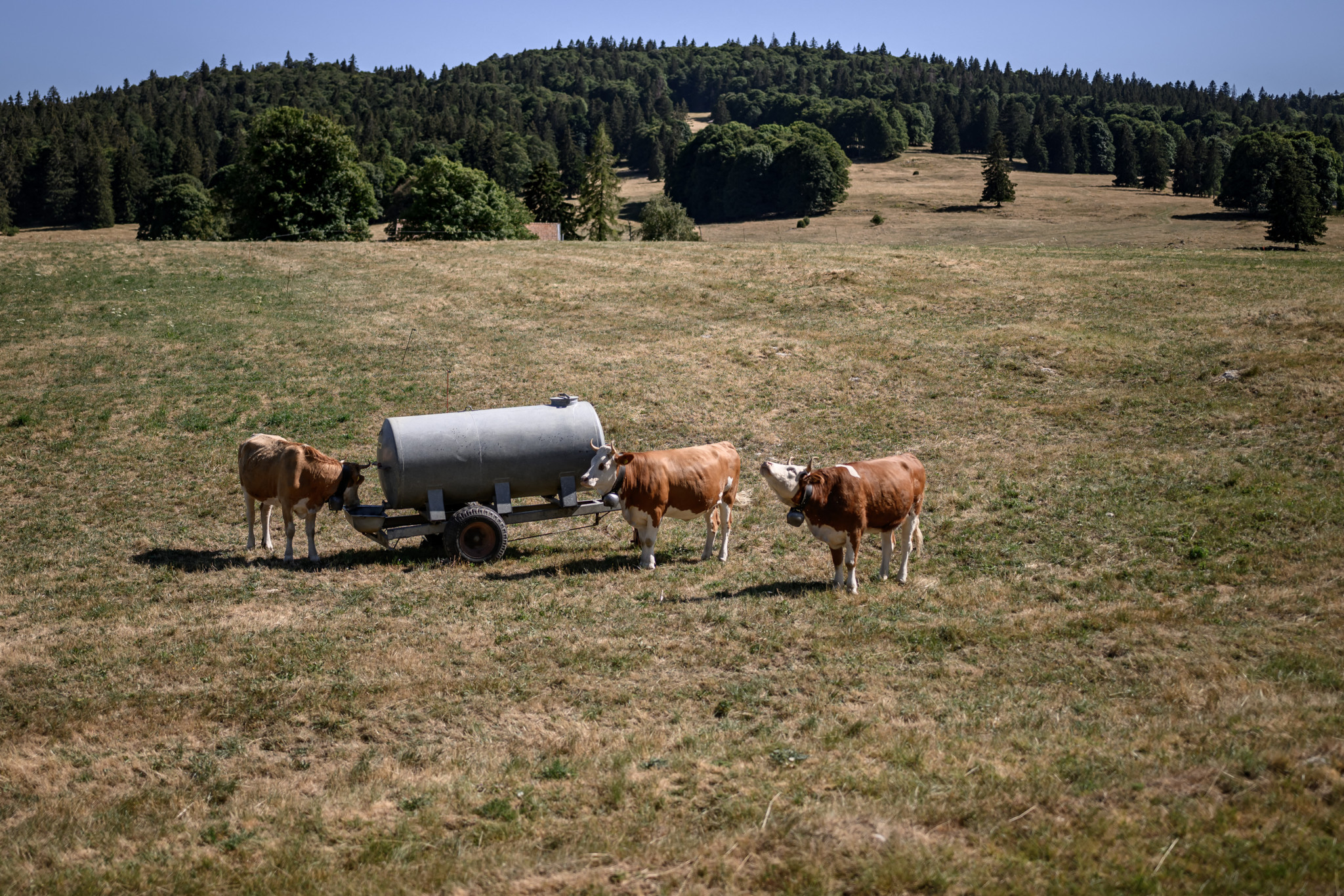 Mystère élucidé: Un virus inconnu serait la cause des vaches malades