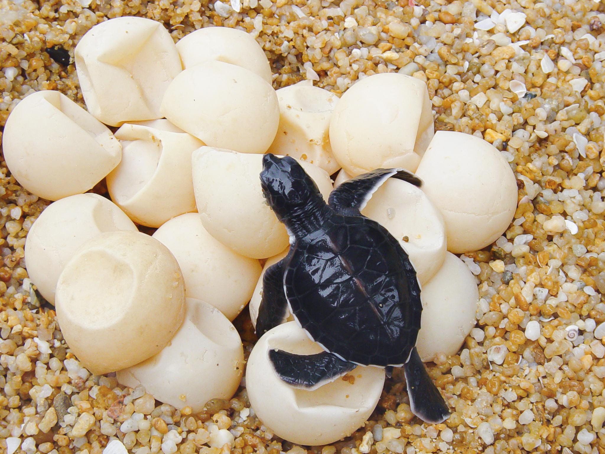 Comment élever ma tortue d’eau douce Comment élever ma tortue d’eau douce