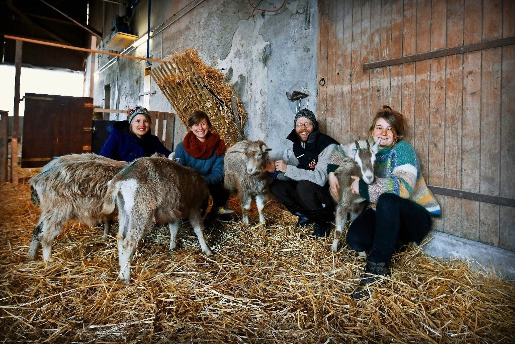 «Frisette», «Mangeouille» et «Zeus» bêlent à Meinier